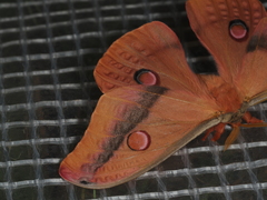 Opodiphthera loranthi