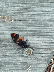 Buprestinae