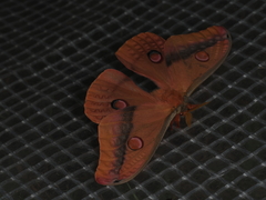 Opodiphthera loranthi