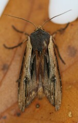 Xylena nupera