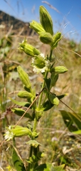 Silene spaldingii