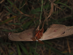 Opodiphthera loranthi