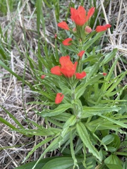 Castilleja indivisa