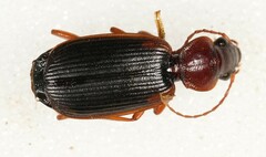 Cymindis