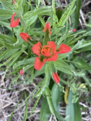 Castilleja indivisa