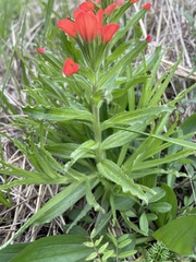Castilleja indivisa