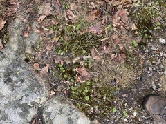 Draba verna