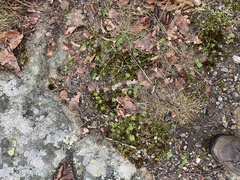 Draba verna