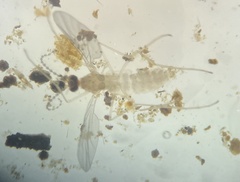 Sciaroidea