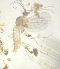 Sciaroidea