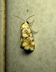 Acontia transfigurata