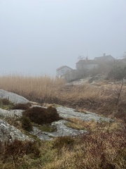 Draba verna