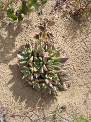 Dudleya acuminata