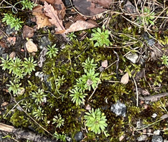 Draba verna