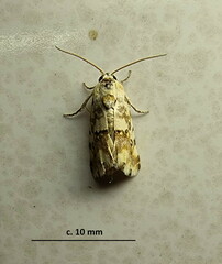 Acontia transfigurata