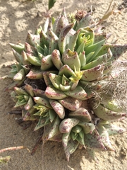 Dudleya acuminata