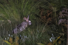 Lepus victoriae