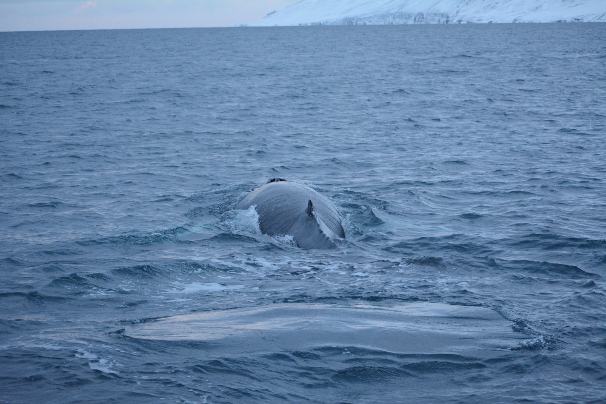 Megaptera novaeangliae novaeangliae