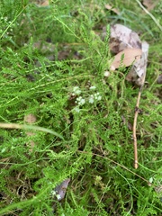 Selaginella uliginosa