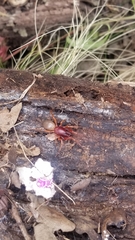 Dysderidae