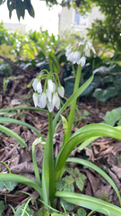 Allium triquetrum
