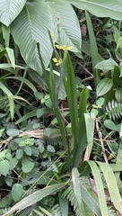 Trimezia steyermarkii