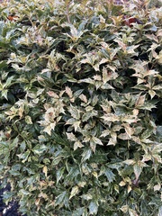 Osmanthus heterophyllus