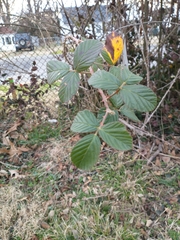 Rubus affinis
