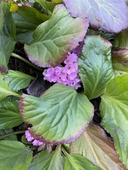 Bergenia