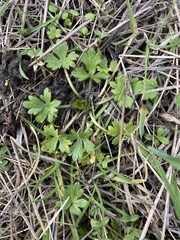 Ranunculus occidentalis
