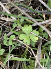 Ranunculus occidentalis
