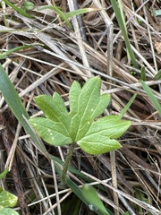Ranunculus occidentalis