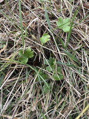 Ranunculus occidentalis
