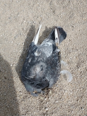 Columba livia domestica