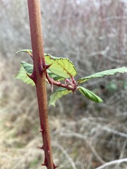 Rubus bifrons