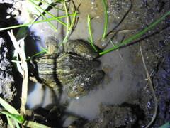 Leptodactylus luctator