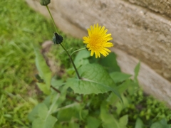 Taraxacum officinale