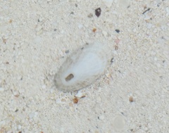 Diodora