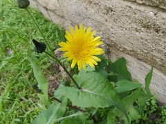 Taraxacum officinale