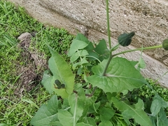Taraxacum officinale