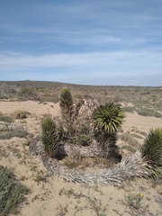 Yucca valida