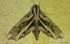 Hemeroplanes ornatus