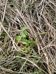 Ranunculus occidentalis