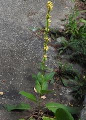 Verbascum nigrum