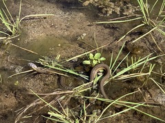 Thamnophis hammondii