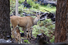 Tragelaphus oryx livingstonii