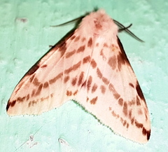 Lemyra multivittata