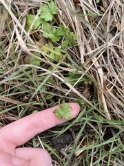 Ranunculus occidentalis