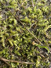 Brachythecium albicans