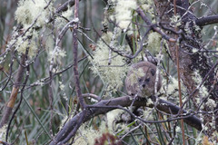 Dendrohyrax arboreus